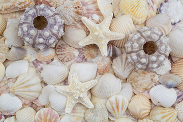 Sea urchins, starfishes and seashells texture