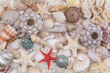 Sea urchins, starfishes, pearls and seashells as background