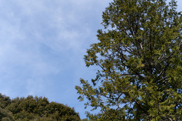 ABUNDANT NATURE
