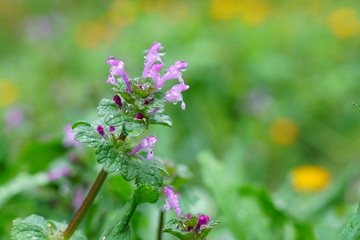 小雨の中、雨滴をつけたホトケノザ