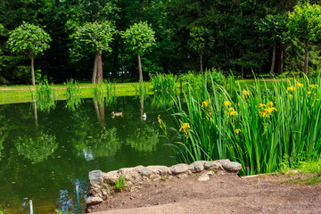 Fototapeta na wymiar Small beautiful pond in Lower park of Peterhof In St. Petersburg, Russia