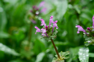 小雨の中、雨滴をつけたホトケノザ