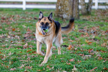 Max the German Shepherd Playing Ball