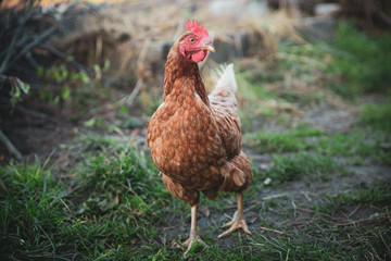 Brown chicken on green grass background