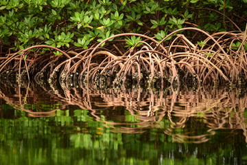 Close up of mangroves and roots with reflections in a peat swamp. Bocas del Toro, Panama,  Central America