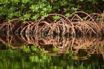 Close up of mangroves and roots with reflections in a peat swamp. Bocas del Toro, Panama,  Central...
