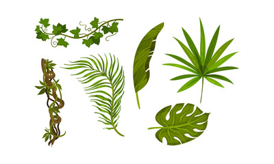 Twisted Wild Lianas with Green Twining Plants Vector Set
