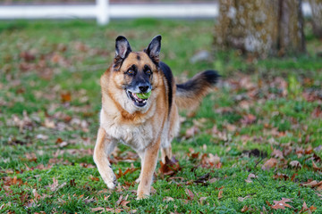 Max the German Shepherd Playing Ball