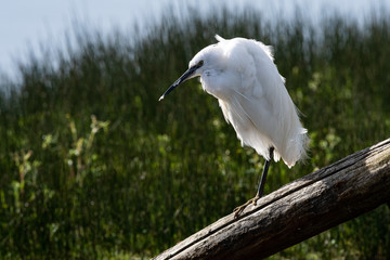 Aigrette garzette