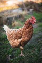 Brown chicken on green grass background