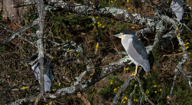 heron bihoreau gris
