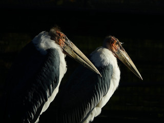 Portrait of two Marabus