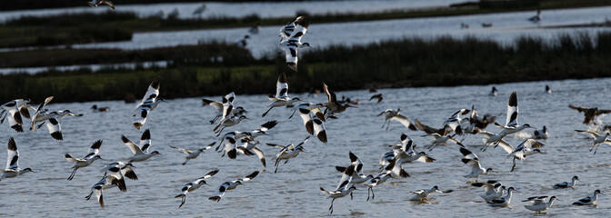 envol&eacute; d'eau divers (barge a queue noire , avocette &eacute;l&eacute;gante , carnard, mouette ....)