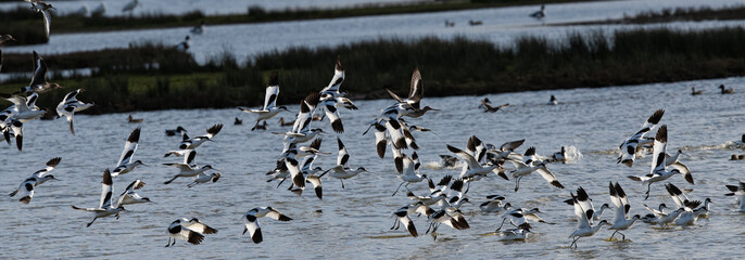 envolé d'eau divers (barge a queue noire , avocette élégante , carnard, mouette ....)