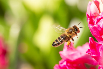 Abeille en vol avec pollen sur une fleur rose et un espace vide