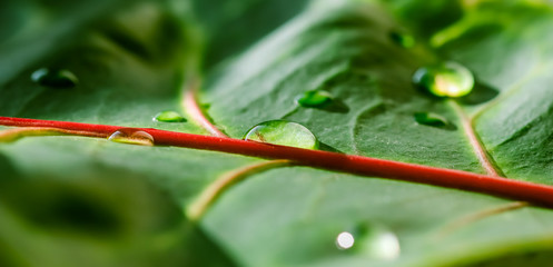 Abstract green background. Macro Croton plant leaf with water drops. Natural background for brand design © OLAYOLA