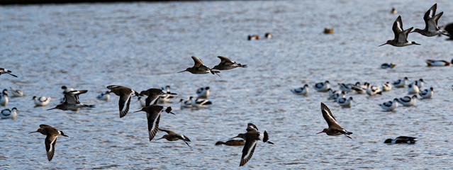 envolé d'eau divers (barge a queue noire , avocette élégante , carnard, mouette ....)