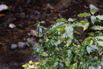ABUNDANT NATURE