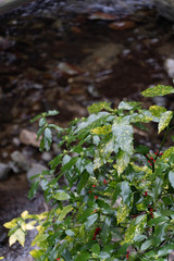 ABUNDANT NATURE