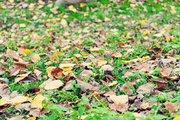 Fallen yellow leaves in the Park, texture, autumn concept
