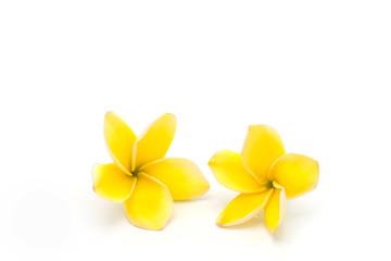Fototapeta premium Beautiful blossom yellow plumeria flower on white background.