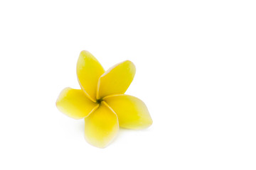 Beautiful blossom yellow plumeria flower on white background.