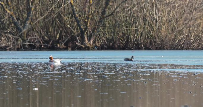 The Eurasian wigeon, also known as widgeon (Mareca penelope) is one of three species of wigeon in the dabbling duck. Nesting pair of widgeon (Mareca penelope) in a typical breeding ecosystem.