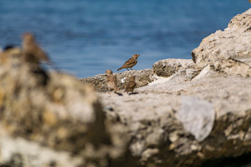 A flock of passerine birds swimming in salt water, on the black sea, on small and large stony pebbles. Frolicking feathered individuals on the coast.