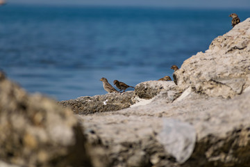 A flock of passerine birds swimming in salt water, on the black sea, on small and large stony pebbles. Frolicking feathered individuals on the coast.