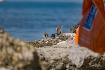 A flock of passerine birds swimming in salt water, on the black sea, on small and large stony pebbles. Frolicking feathered individuals on the coast.