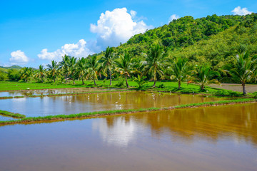 Fototapeta na wymiar Philippines countryside. Coron island. Rice plantation with pond and palm trees.