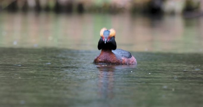 The horned grebe or Slavonian grebe (Podiceps auritus) is a relatively small waterbird in the family Podicipedidae.