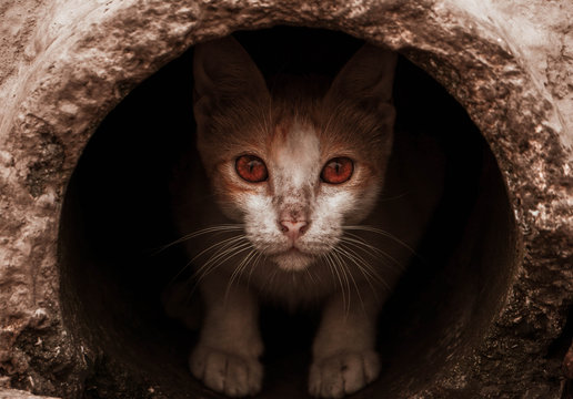 Cat With Brown Eyes In A Hollow