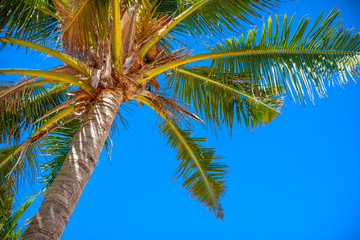 Obraz premium Palm tree top on the blue sky background