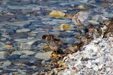 A flock of passerine birds swimming in salt water, on the black sea, on small and large stony pebbles. Frolicking feathered individuals on the coast.