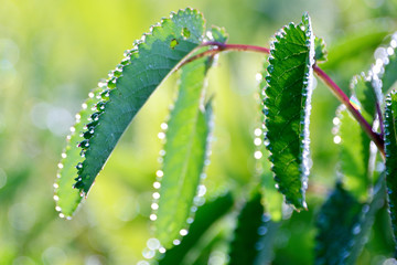 朝露をふち飾りのようにつけたワレモコウ