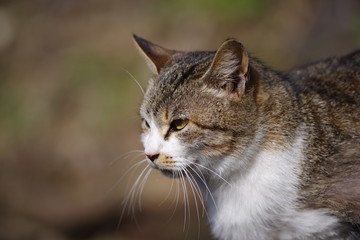 眩しそうな猫