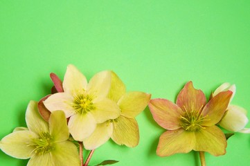 Hellebore flowers (Christmas rose) isolated on green background. Holiday - Easter background
