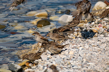 A flock of passerine birds swimming in salt water, on the black sea, on small and large stony pebbles. Frolicking feathered individuals on the coast.