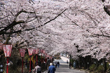 桜坂・岳温泉（福島県・二本松市） © tk2001