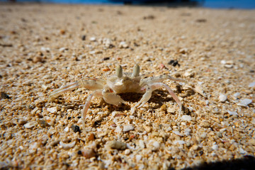 Crab on the beach