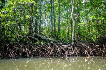 Mangrove forest in Sabang, Palawan island, Philippines