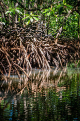 Mangrove forest in Sabang, Palawan island, Philippines