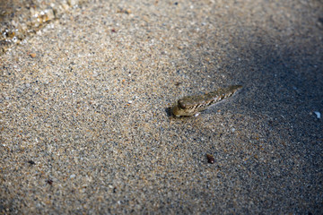 Mudskipper in sand. Sabang, Palawan, Philippines