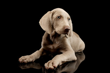 Studio shot of a beautiful Weimaraner puppy