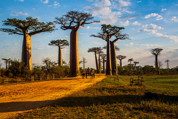 Fototapeta na wymiar Beautiful Baobab trees at sunset at the avenue of the baobabs in Madagascar