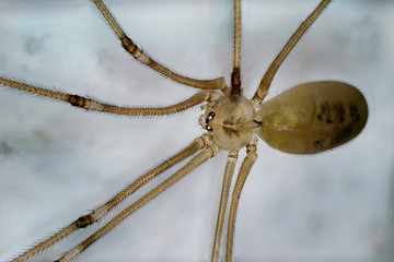 Macro detail of a cellar spider.