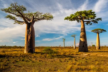 Foto op Aluminium Beautiful Baobab trees at sunset at the avenue of the baobabs in Madagascar © vaclav