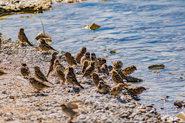 A flock of passerine birds swimming in salt water, on the black sea, on small and large stony...
