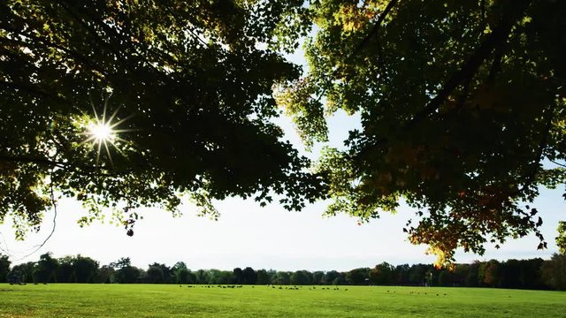 Sun rays through trees geese in field horse training facility New England early autumn morning wide II kd p400 ptra